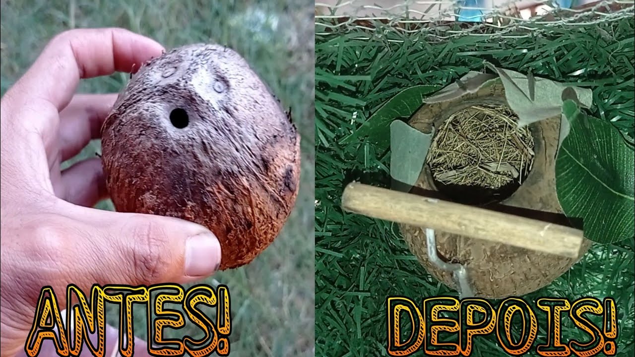 COMO FAZER UM NINHO DE REPRODUÇÃO PARA SIBITES!
