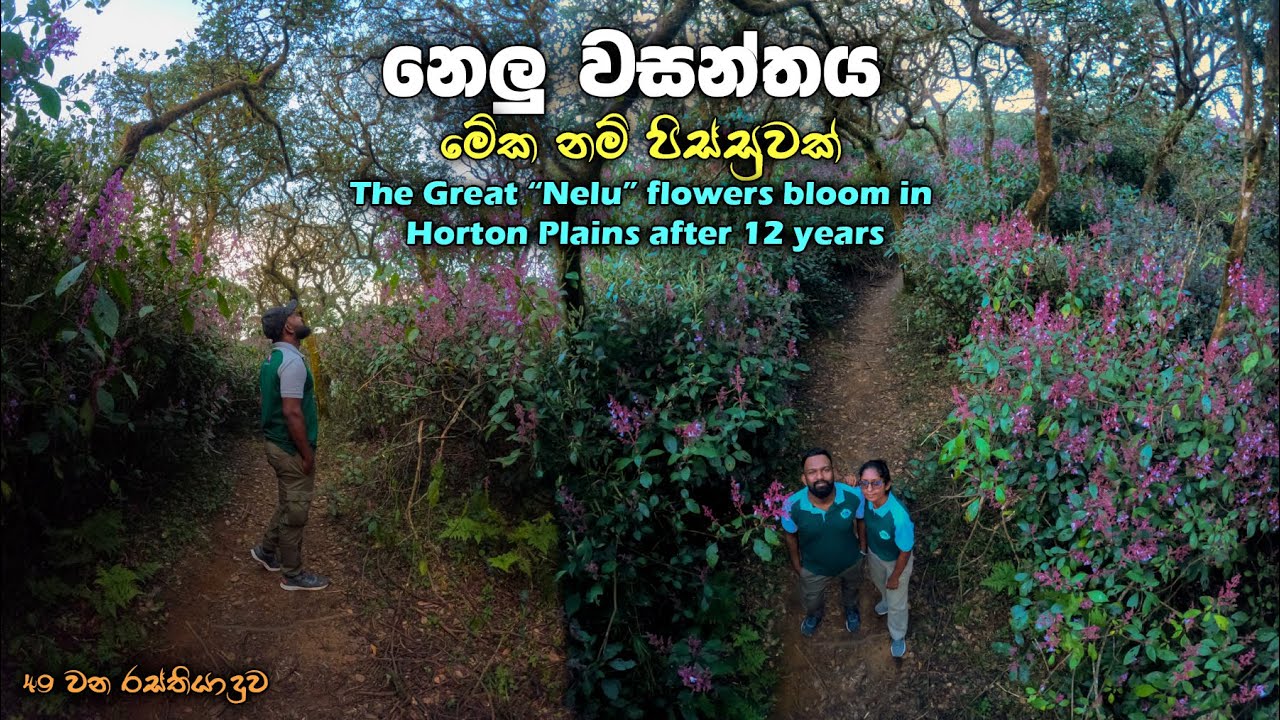 අවුරුදු 12කට පස්සෙ හෝර්ටන් තැන්නෙ පිපුන නෙලු මල් | Nelu Flower Bloom in Horton Plains