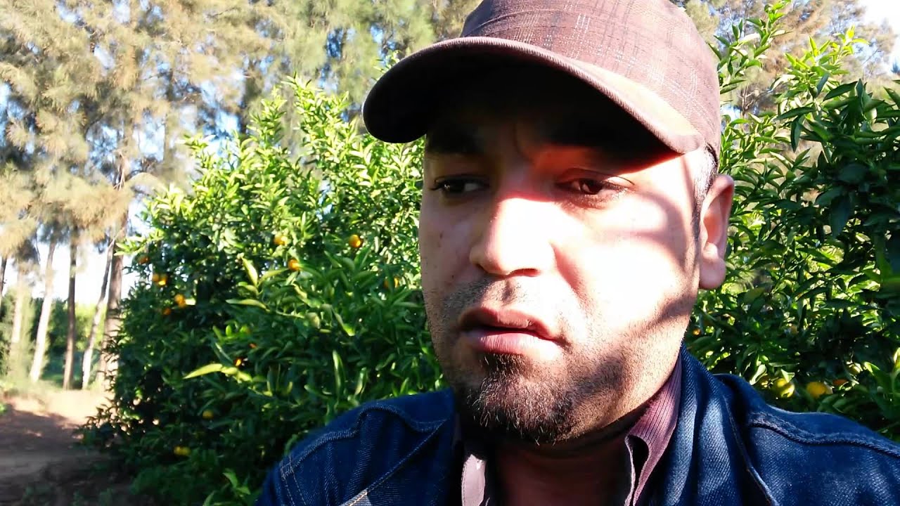 Agrumes en Algérie, comment planter les agrumes
