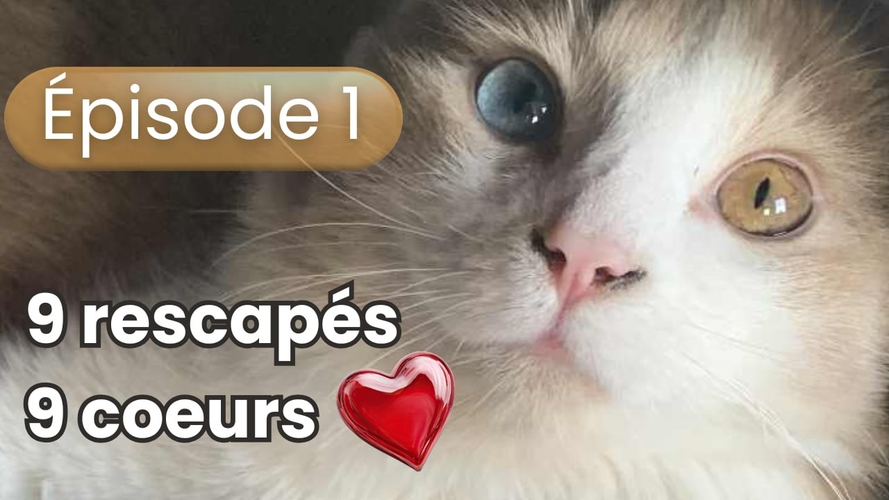 Rencontrez nos 9 chats rescapés 🐾🐈