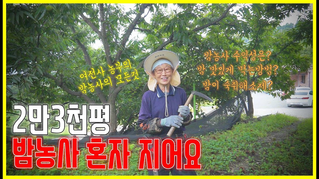 [농촌에살어리랏다] EP06 - 공주 평정율원 22년 햇밤 23,000평을 혼자 재배하는 밤재배 농장 방문