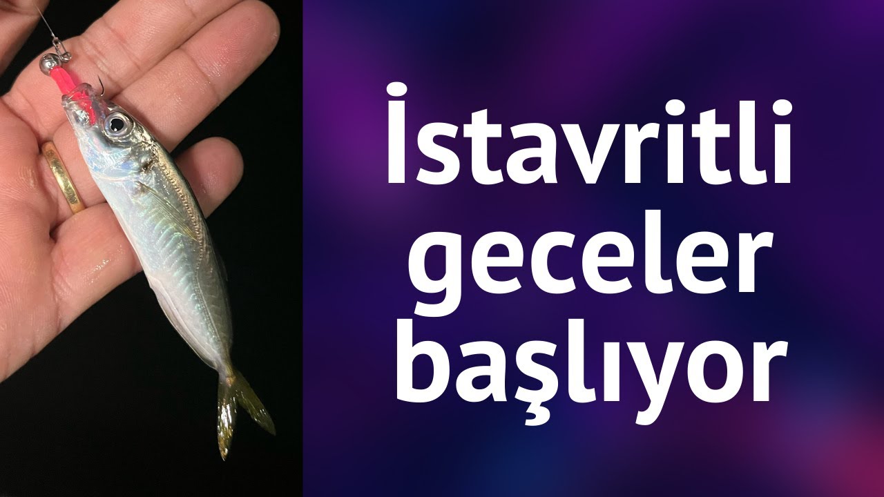 Özlediğimiz İstavrit Avları Yaklaşıyor! İstanbul LRF Avı 