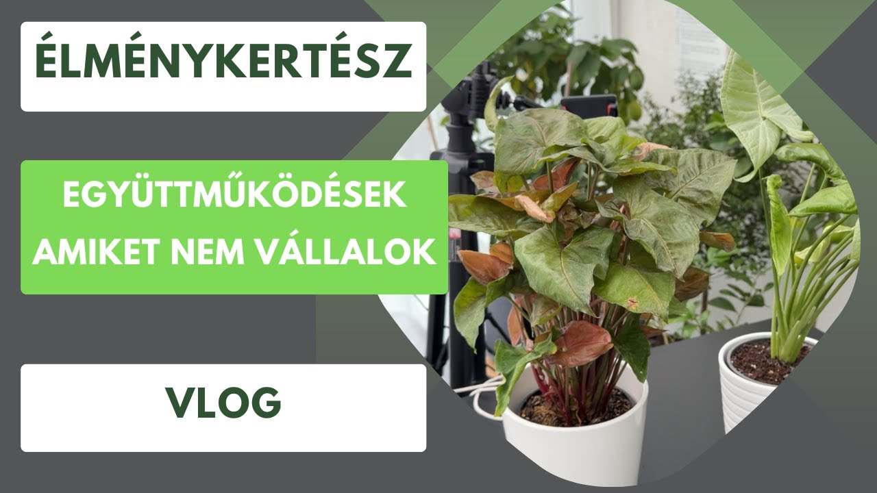 Miért nem dolgoznék bizonyos márkákkal? | Az igazság az együttműködésekről🌱