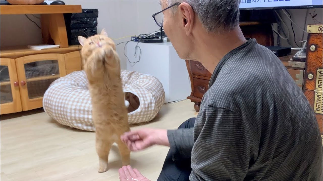 VLOG 아빠와 고양이 케미 폭발❤️ㅣ본가살이 재질 고양이ㅣ간식 쇼핑ㅣ집사 일상 브이로그
