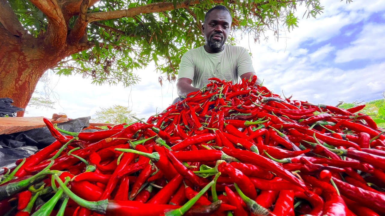4 months experience in Chilli pepper farming || WHY I WORK WITH NORTHENERS.