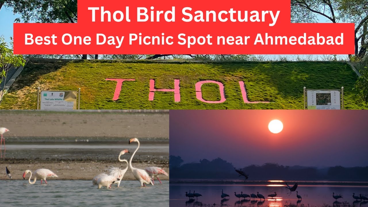Best Picnic Spot near Ahmedabad | Thol Bird Sanctuary Gujarat | Thol Lake