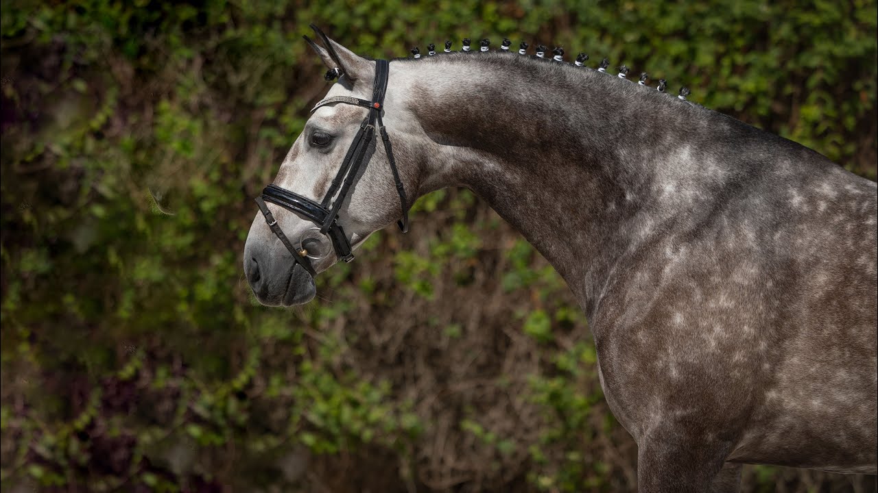 Horse for Sale | Piro Free Premium Quality Lusitano in route to Grand Prix (REF#797)
