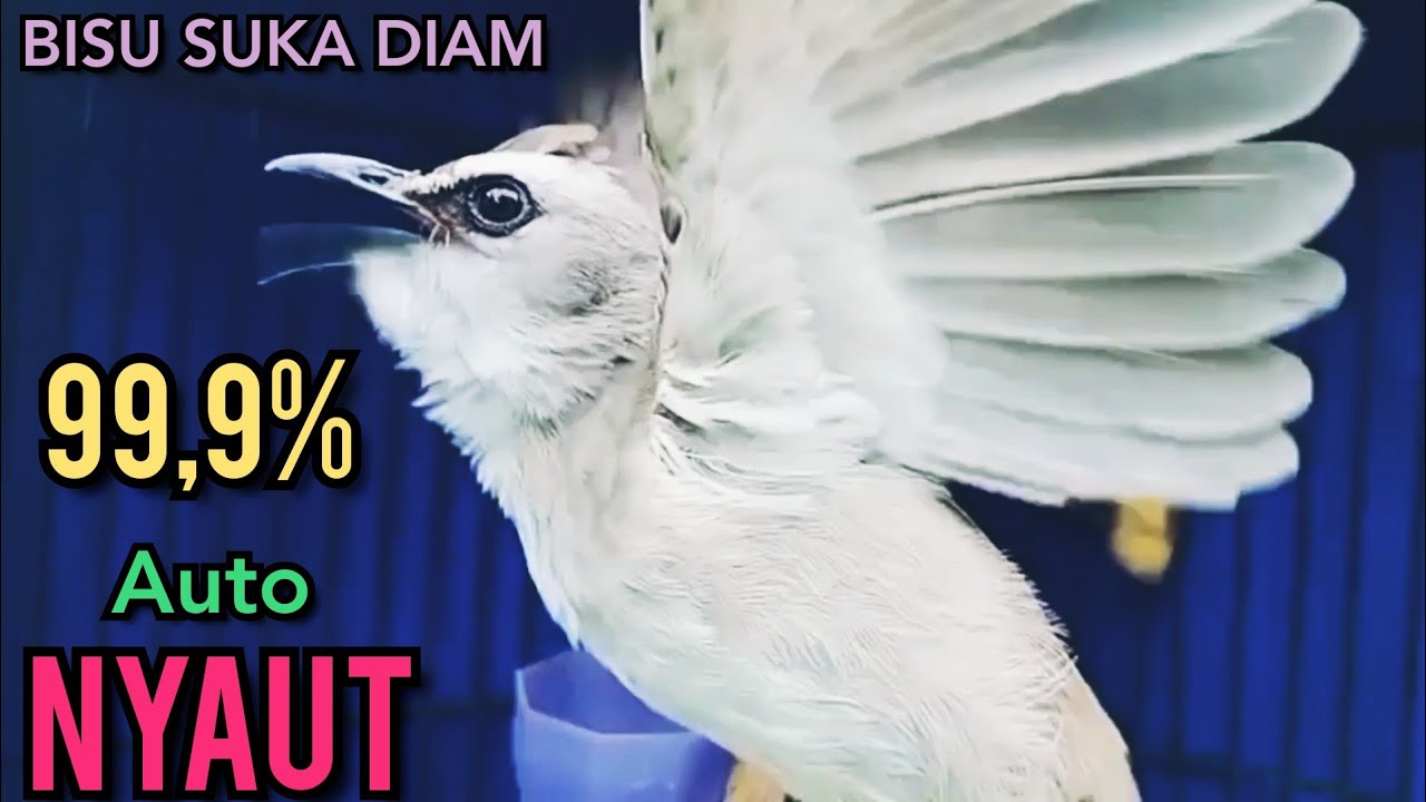 Trucukan BISU STRES Suka Diam Agar Cepat GACOR putarkan Pancingan ini 99,9%  Langsung NYAUT NGROPEL