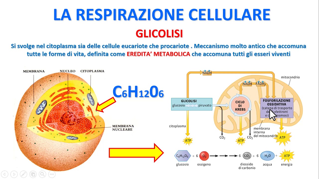 LA RESPIRAZIONE CELLULARE - La Glicolisi