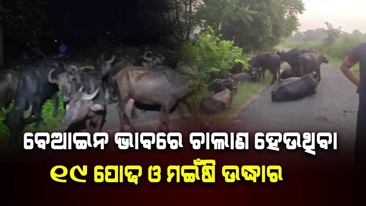 ବେଆଇନ ଭାବରେ ଚାଲାଣ ହେଉଥିବା ୧୯ ପୋଢ ଓ ମଇଁଷି ଉଦ୍ଧାର