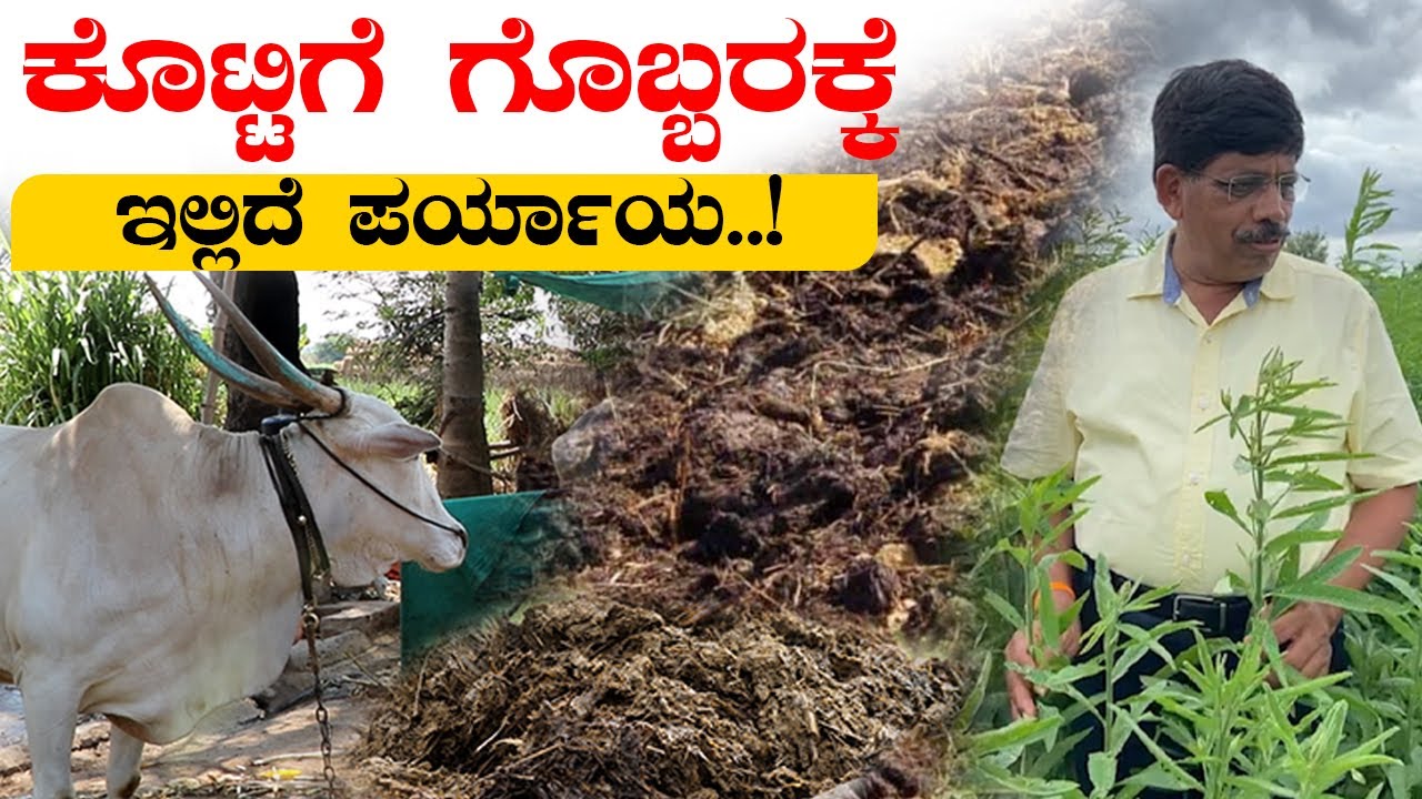 ಕೊಟ್ಟಿಗೆ ಗೊಬ್ಬರವಿಲ್ಲದೆ ಸಾವಯವ ಕೃಷಿ ಸಾಧ್ಯವೇ? Land preparation for organic farming