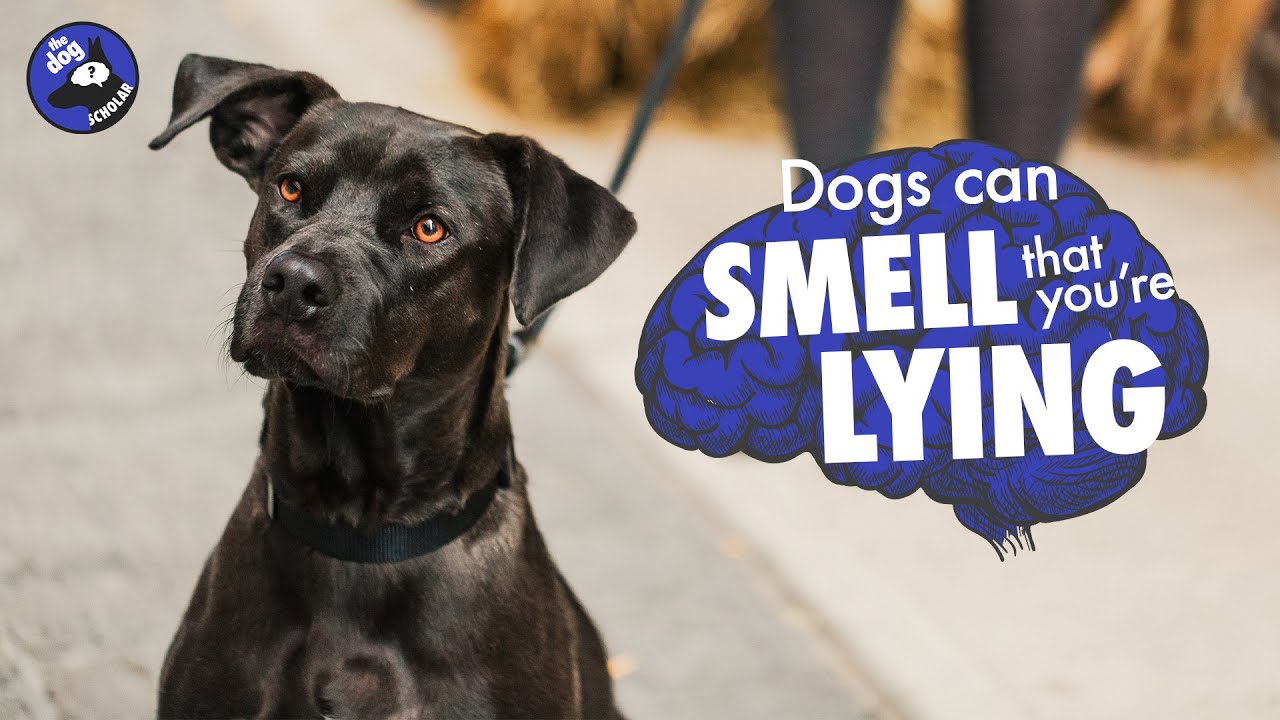 Dogs can smell if you're lying... but do they care?