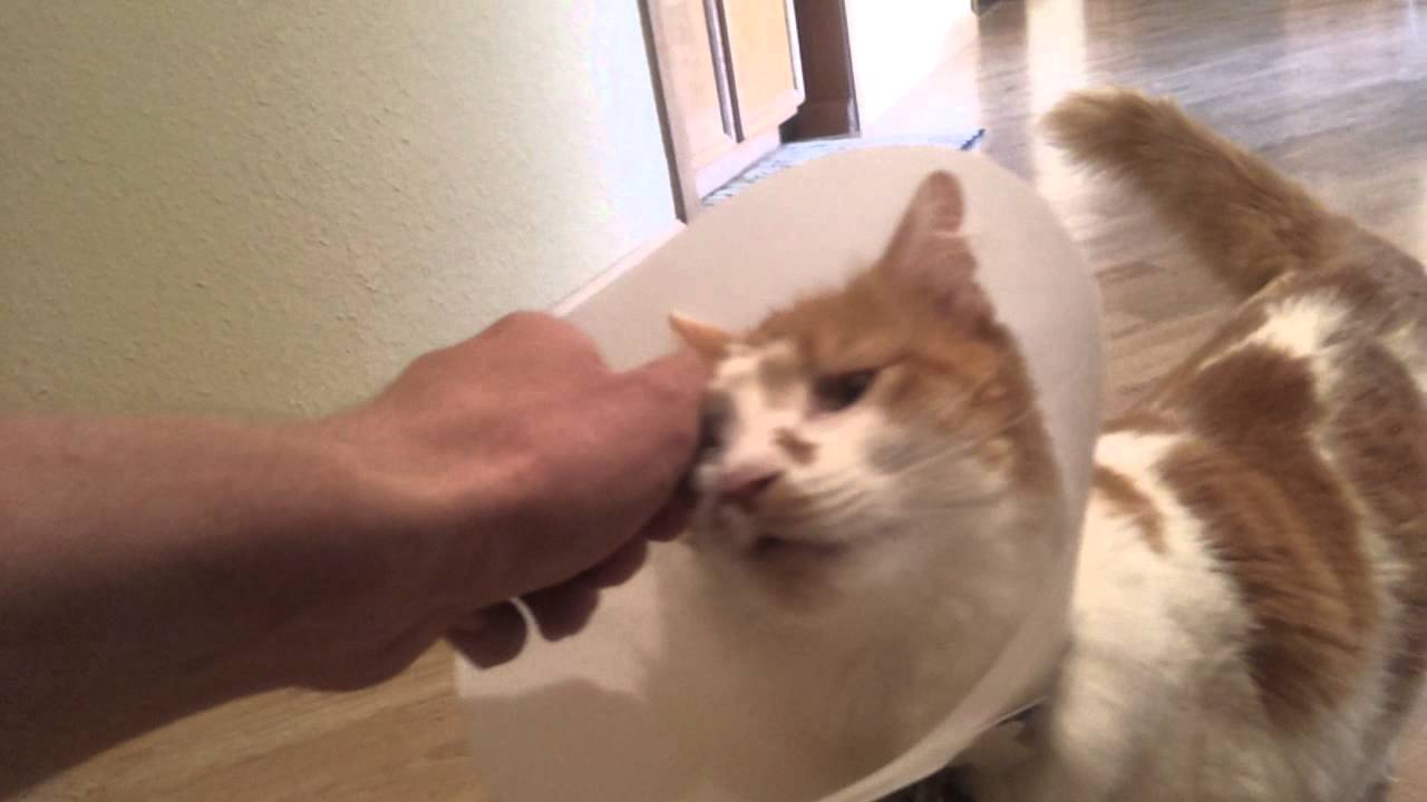 Physical therapy for Charlie the cat after a FHO