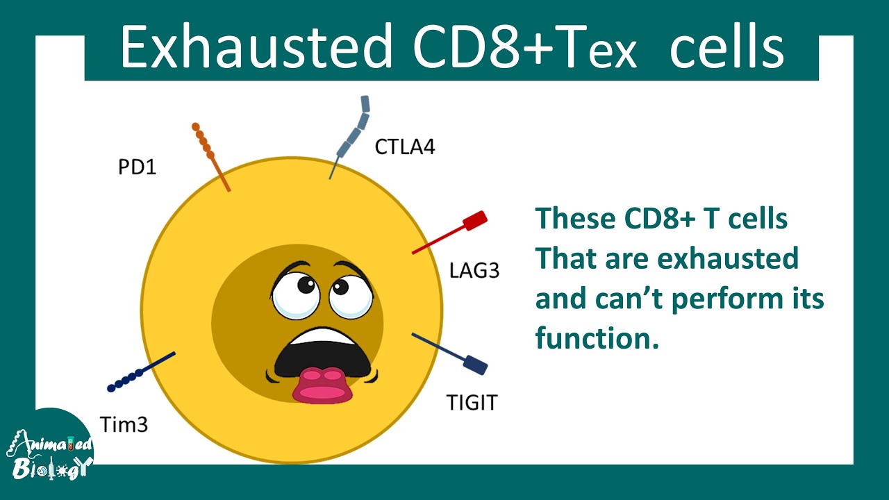 Exhausted T cell | role of immune checkpoint in cancer | exhausted T cell and cancer | USMLE