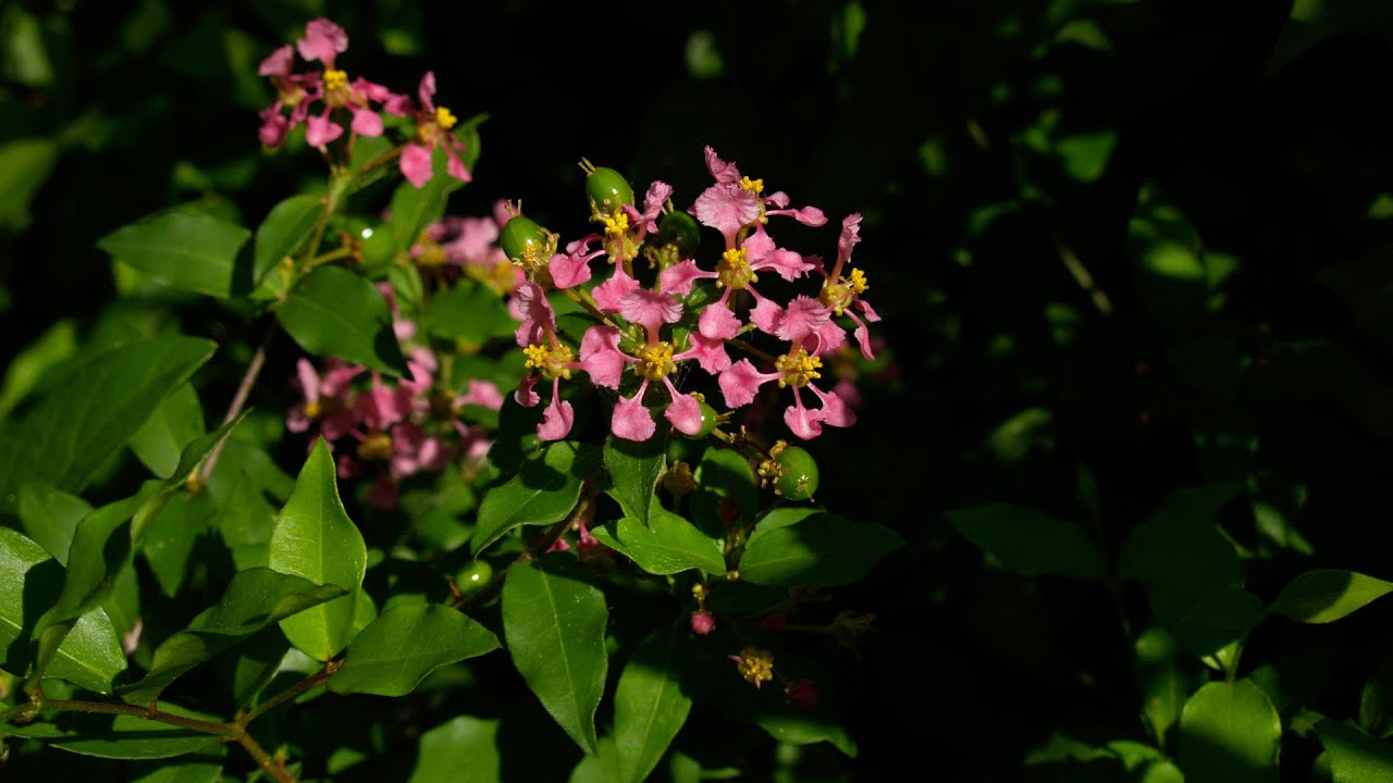 Butterfly Plants for the Bees’ Needs |National Butterfly Center |Central Texas Gardener