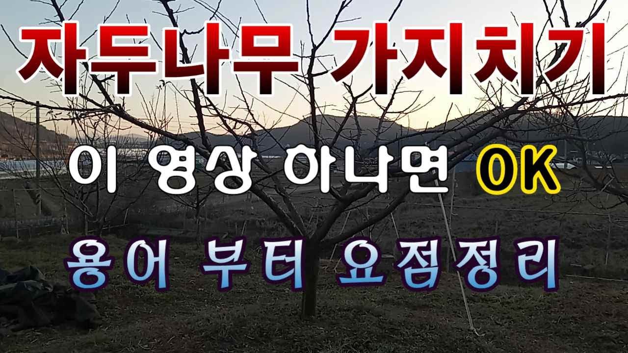 [텃밭농부. 1,319]  자두나무 가지치기. 이 영상 하나면 OK. 용어부터 요점정리.