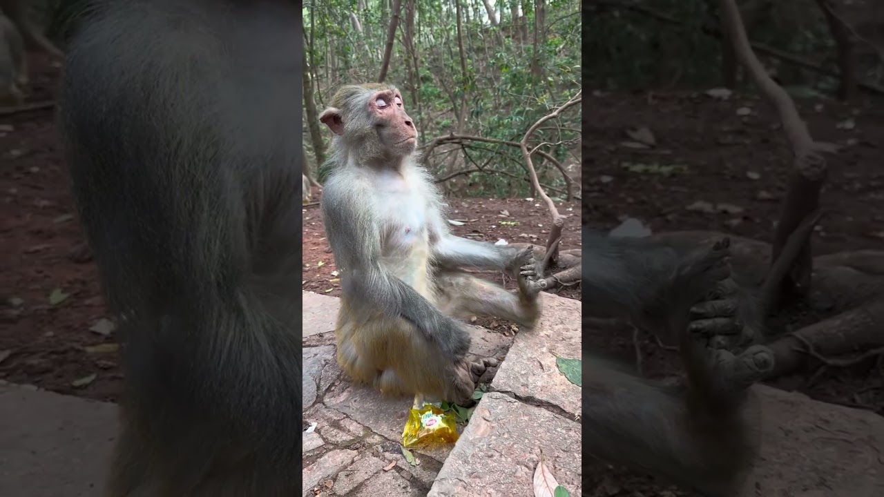 Mind Relaxing #funny #shortsfeed #shorts #comedy #funnyanimals #petcomedy#animals#funny#monkeyvideo