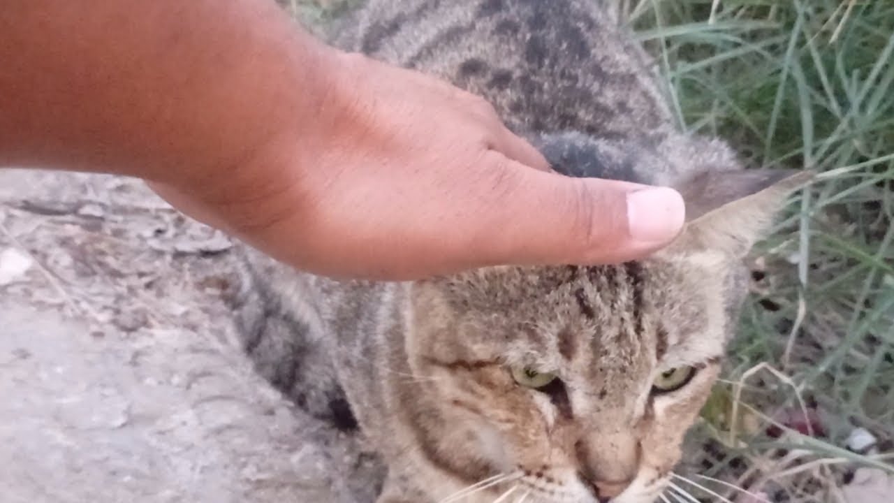 This cat is Very helpless and sitting on the Side of the road, let's see if I can take care of him.