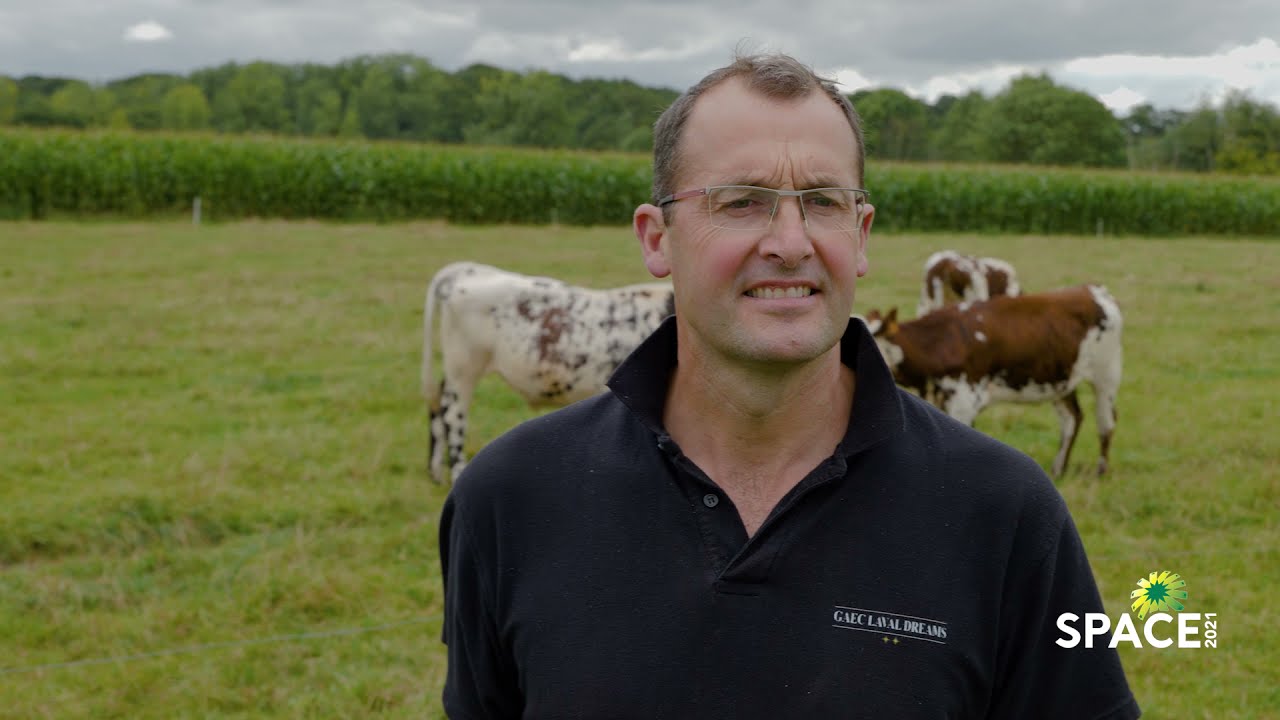 Visite d'élevage virtuelle : bovin (race Normande) / Virtual farm tour: cattle farm (Normande breed)