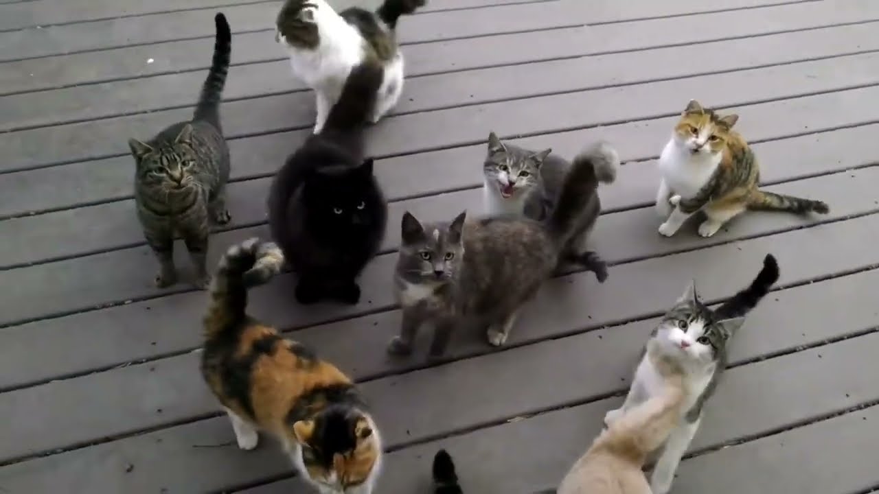The herd still hungers.