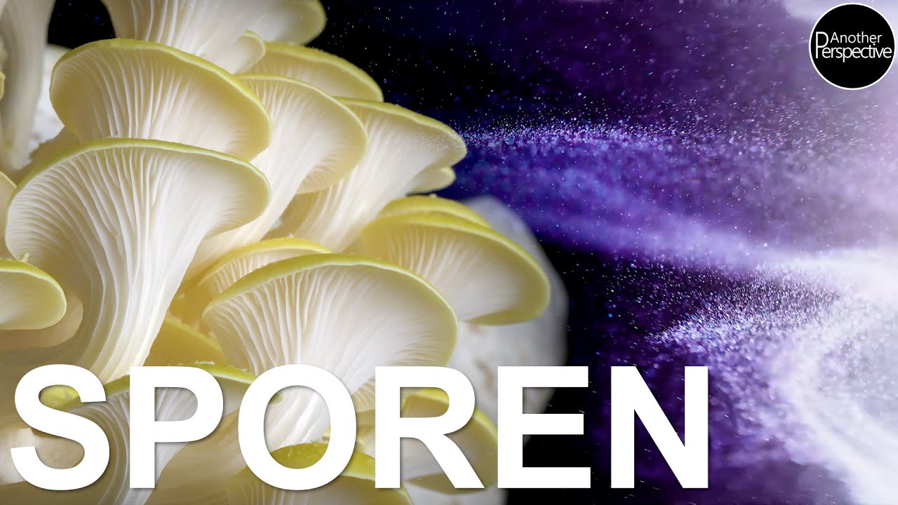 Faszination Pilze | Sporen in 4K (sony a6700)