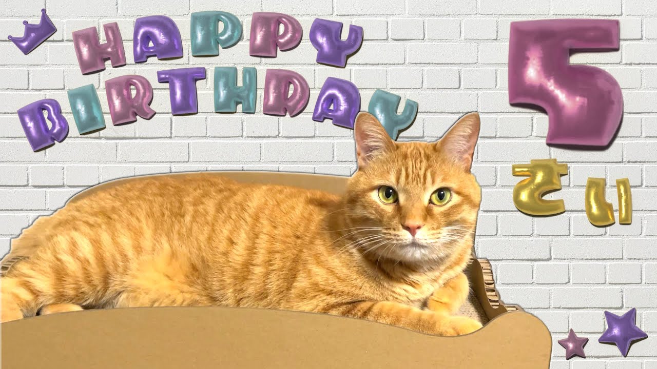 【猫つくね】あっという間に5歳になりました！