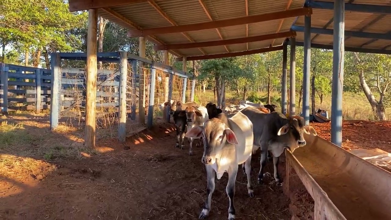 Barracão com linha de cocho para os bezerros