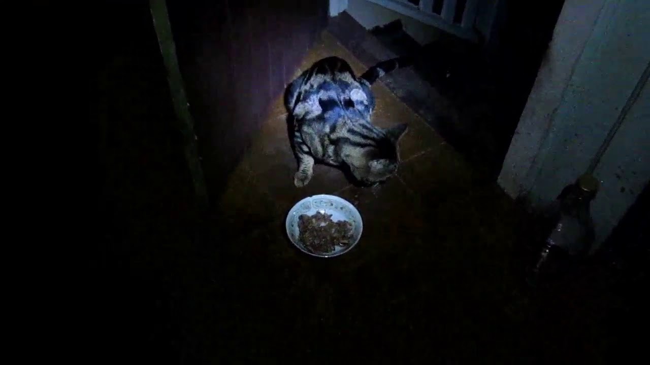 Hungry Night Visitor 20190527 18:30