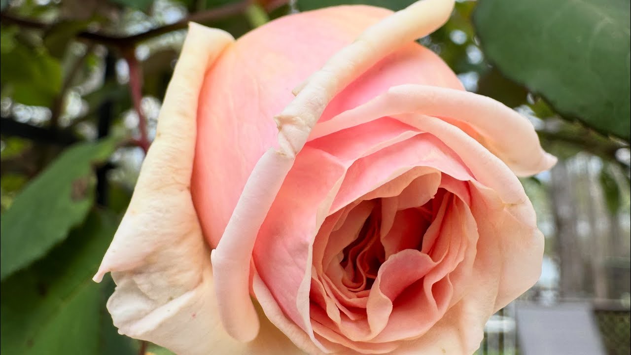 Peace in the Garden | A Silent Nature Walk