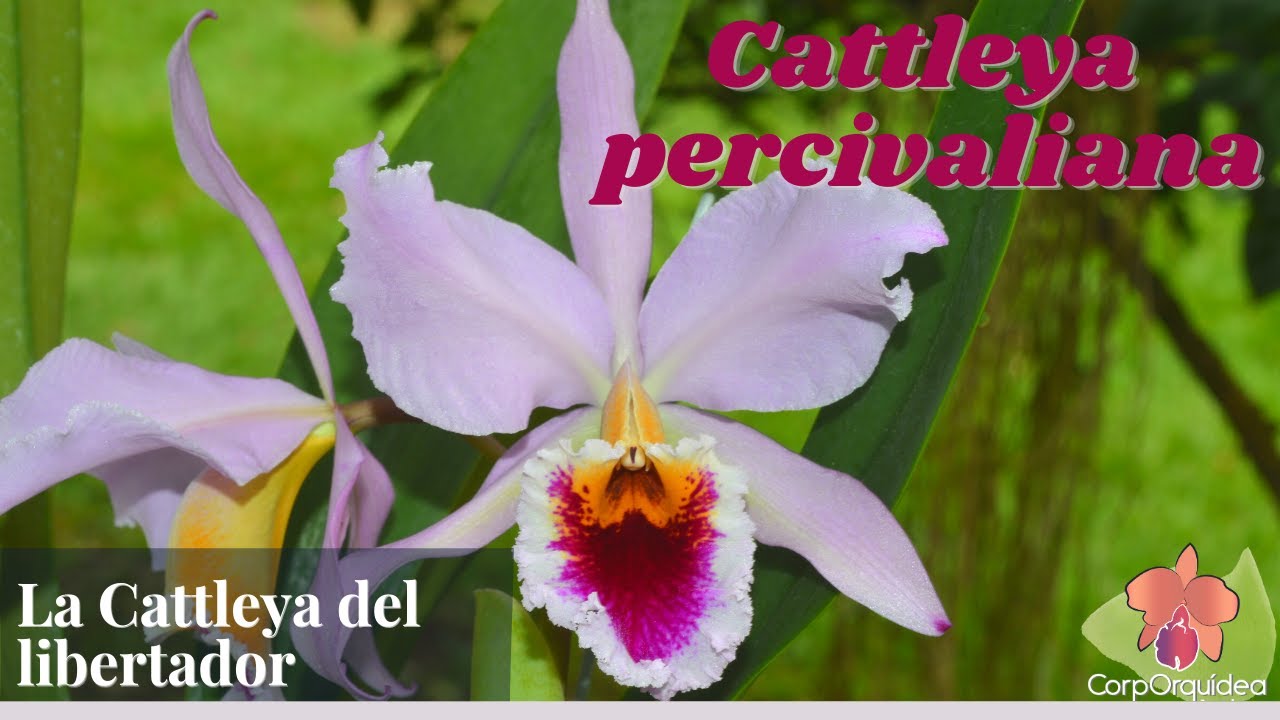 Orquídea Cattleya percivaliana  I Aprende a cultivar orquídeas con CorpOrquídea