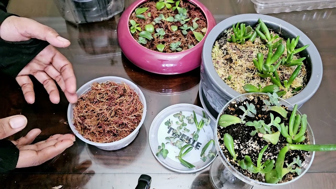 Step by step #guide to #propogate #Succulents in #Sphagnum #moss