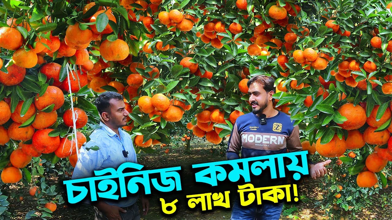 চায়না কমলায় ৮ লাখ টাকা বিক্রি চুয়াডাঙ্গার যুবকের | উদ্যোক্তার খোঁজে