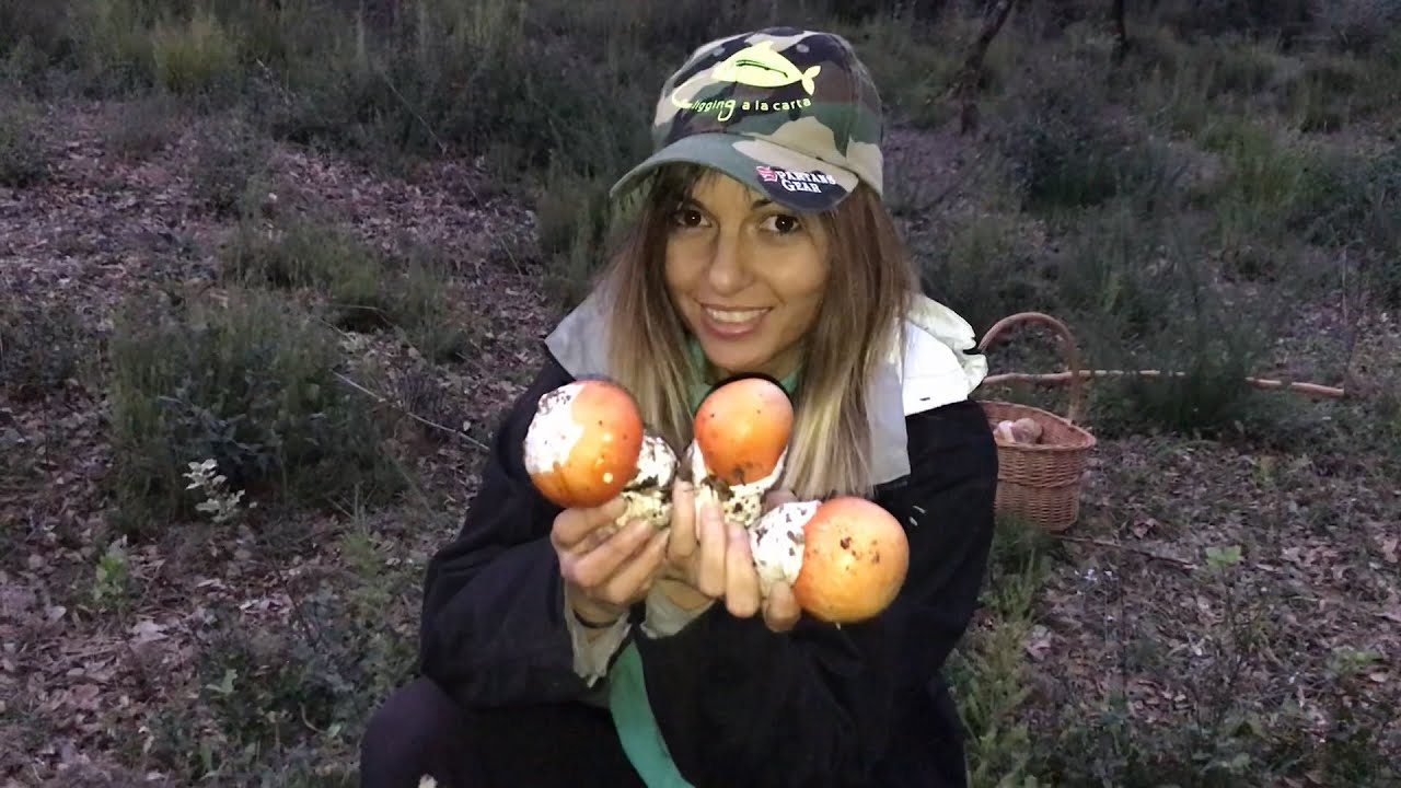 ||AMANITA CAESAREA + BOLETUS AEREUS|| Quercus suber - Alcornoque