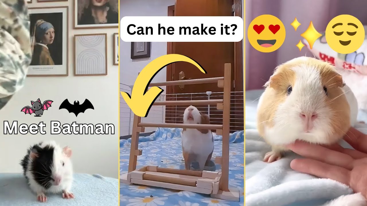Cute Guinea Pigs - Tiktok Compilation #41