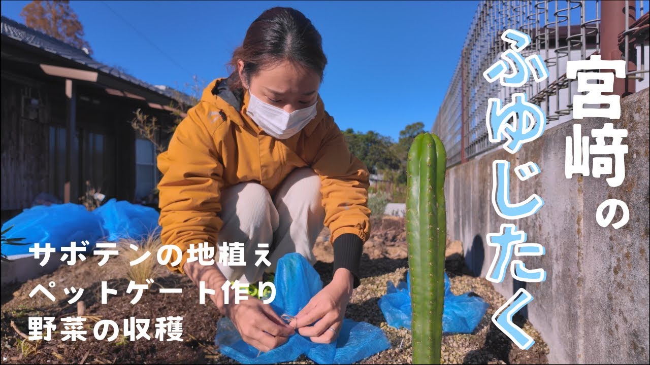 宮崎は意外に寒いぞ！冬支度してサボテンと猫を守ろう！#39