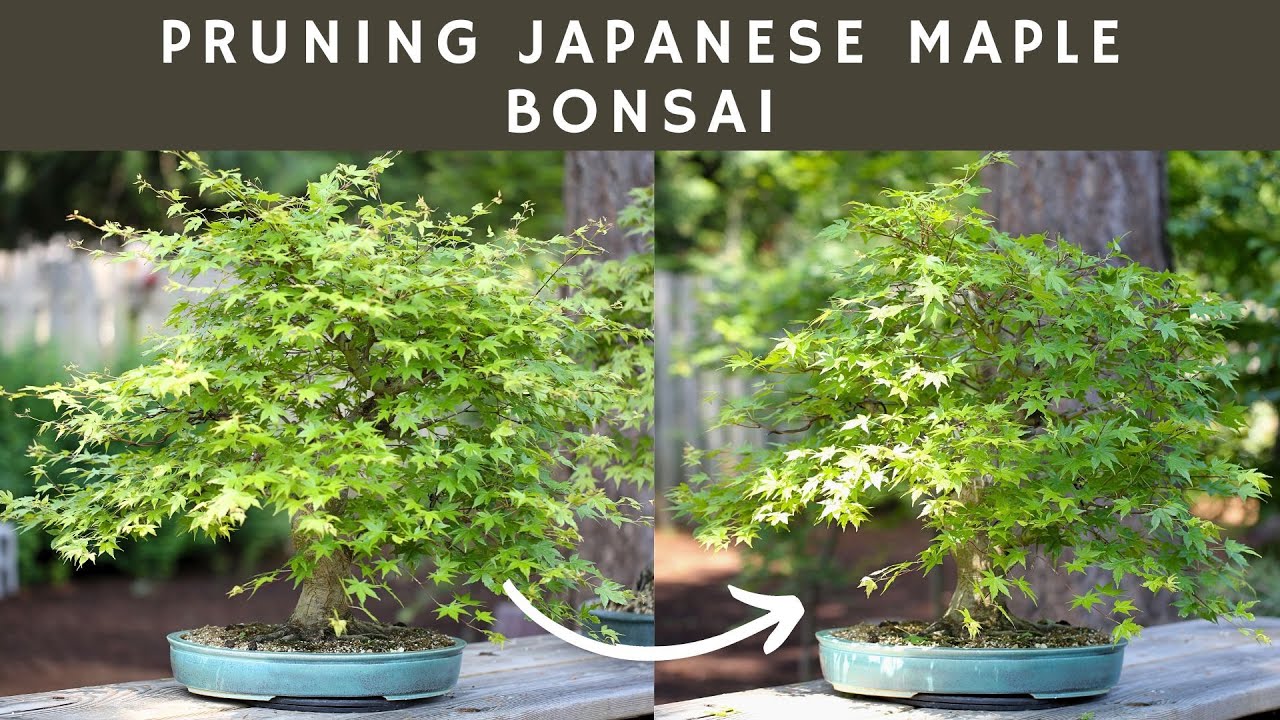 Pruning Japanese Maple Bonsai (Focused on secondary branch development)