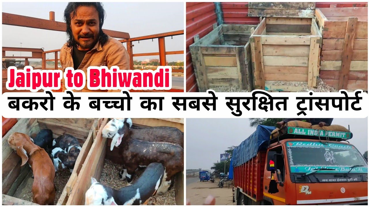 बकरो के बच्चो का सबसे सुरक्षित ट्रांसपोर्ट Jaipur to Bhiwandi Safest Goat Transport By M. Khilji