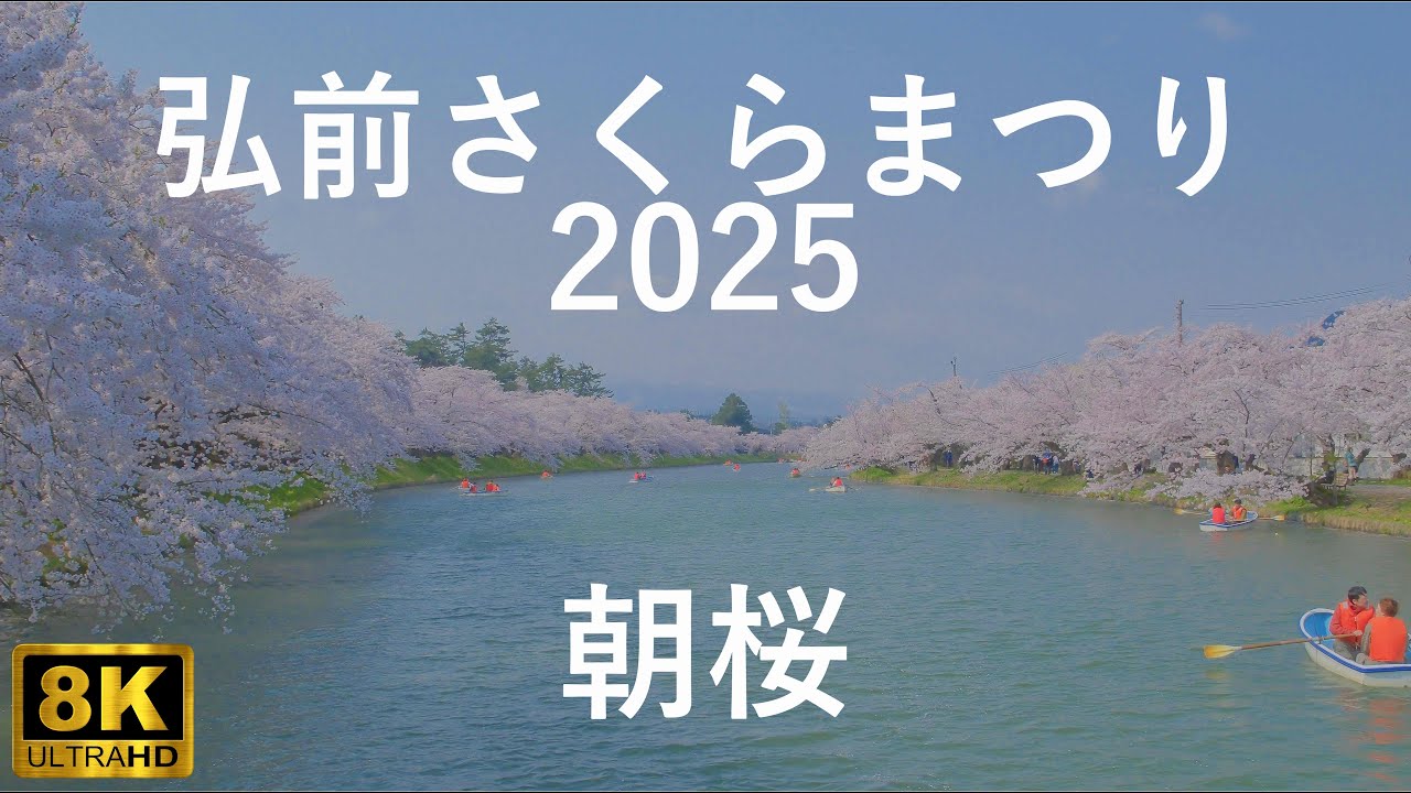 【弘前さくらまつり】弘前公園(弘前城) 世界一の桜 朝編【青森県弘前市】8K 2025