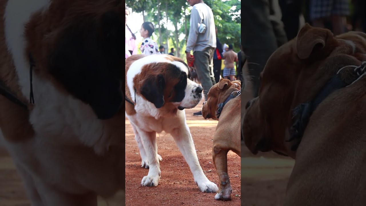 necklace road Dog Show @ #necklaceroad  #hyderabad #dog #animals #saveanimals #doglover #dogshorts