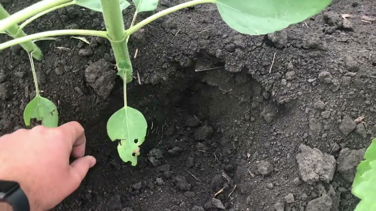 Вторая подкормка подсолнуха Syngenta Kupava по листу 24.06.2022