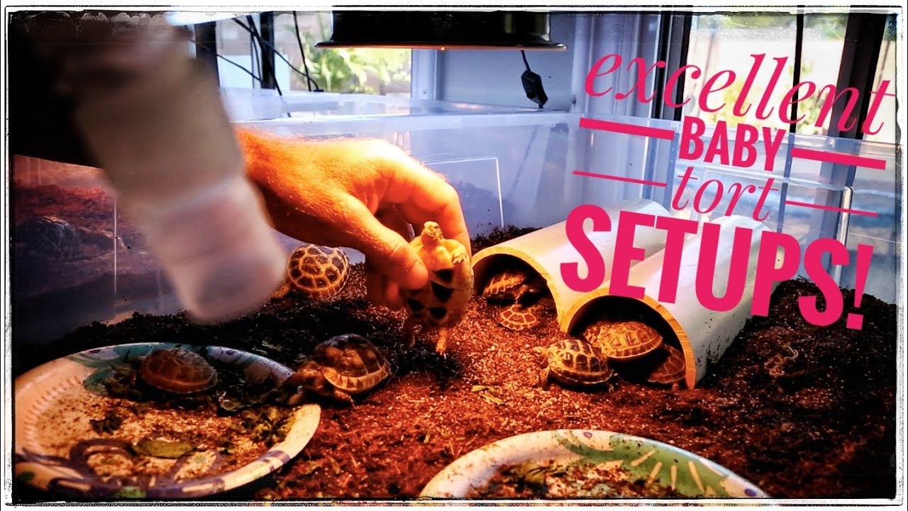 Great BABY TORT setups for GREEK, RUSSIAN, HERMANN's & more!