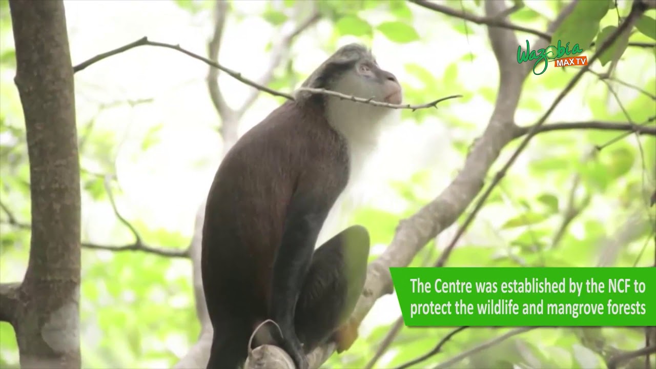 FUN FACT: LEKKI CONVERSATION CENTRE LCC  wazobiamax