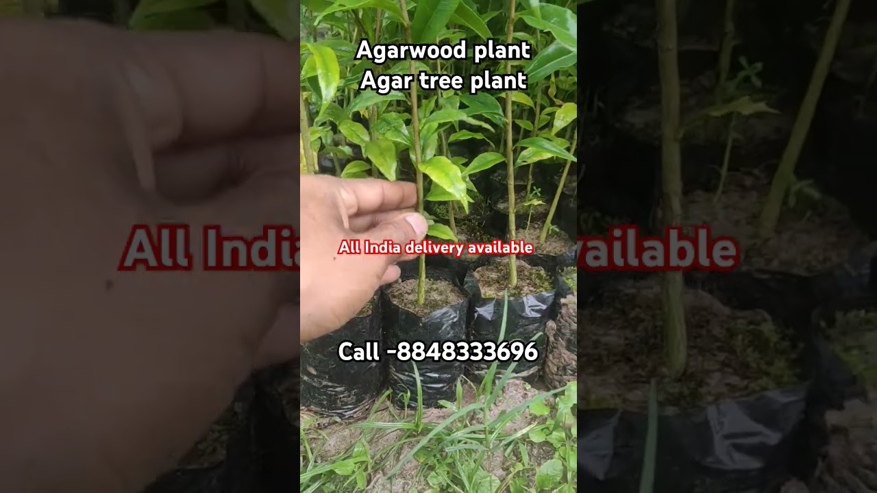 Agar tree 