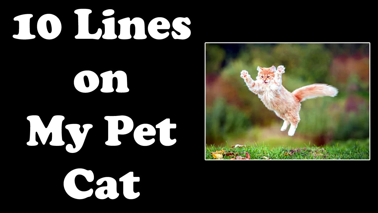 10 Lines on My Pet Cat in English