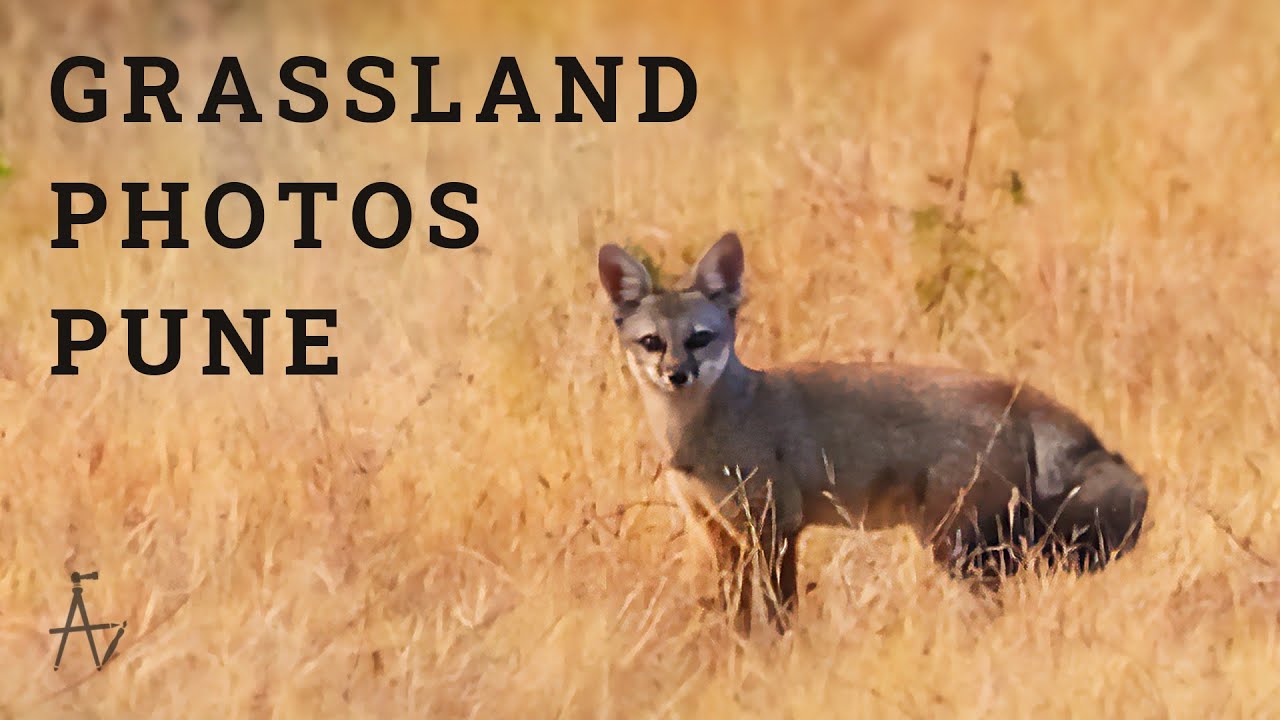 Grassland Photography near Pune | AJINX The Artist