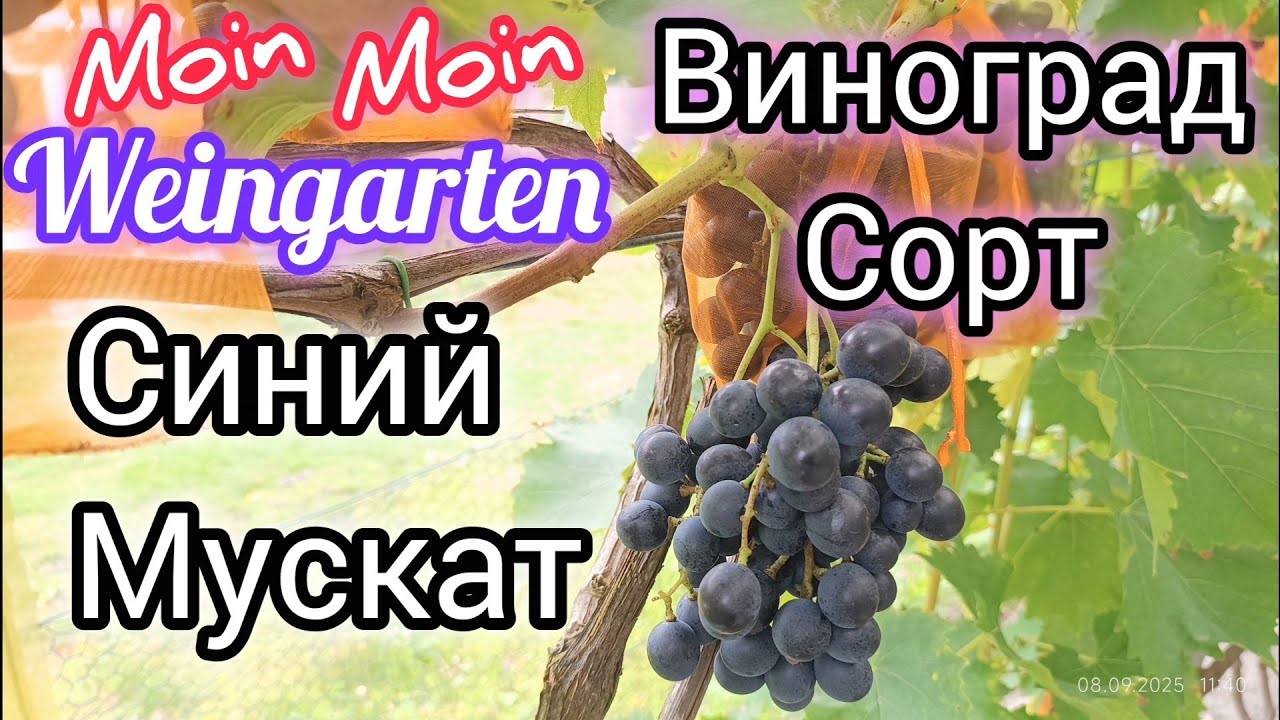 Виноград  Мускат Синий. Muscat Bleu 