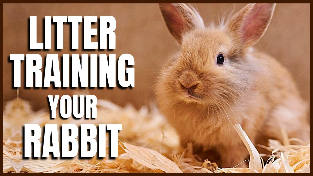 Litter Training Your Pet Rabbit