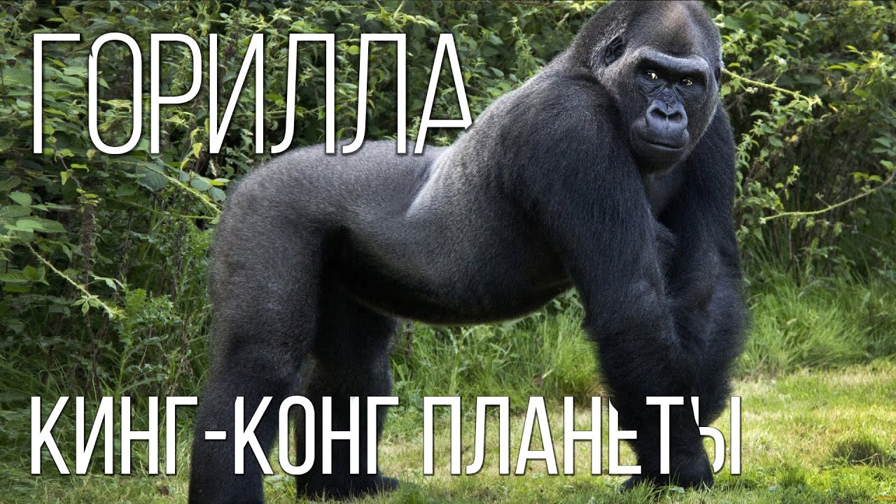 Горилла: Самая Добрая и Большая обезьяна | Интересные факты про гориллу