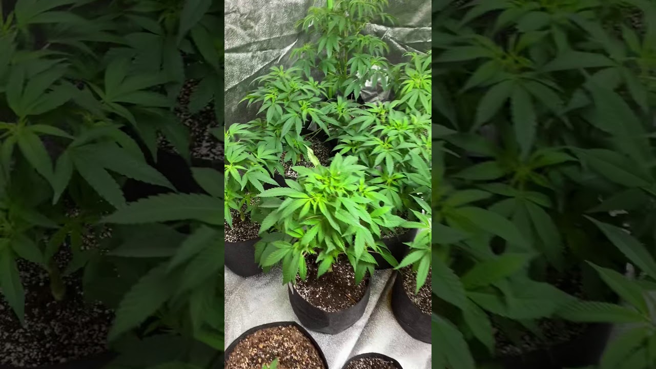 Veg tent update 5x5