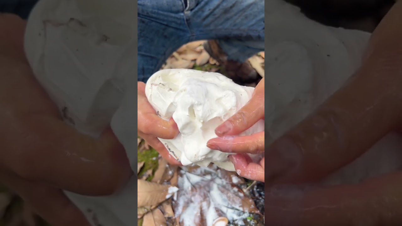 Collecting Natural Rubber from Tree Tapping for Pure Latex #handmade #harvest #craft #farming #howto